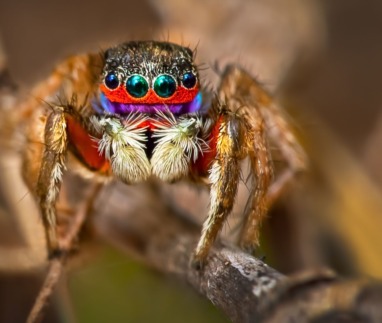 De pauwspin is een absoluut ongevaarlijke spinnensoort. Benieuwd welke spinnen wel gevaarlijk zijn? We vertellen het je!