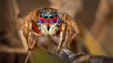 De pauwspin is een absoluut ongevaarlijke spinnensoort. Benieuwd welke spinnen wel gevaarlijk zijn? We vertellen het je!