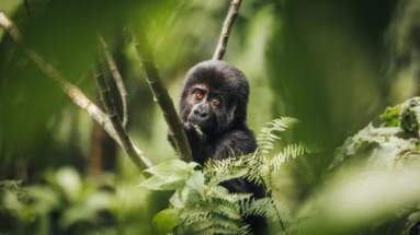 Een jonge berggorilla verstopt tussen het groen in de jungle van Oeganda.