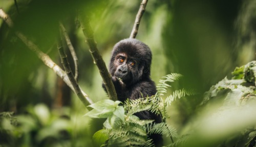Een jonge berggorilla verstopt tussen het groen in de jungle van Oeganda.