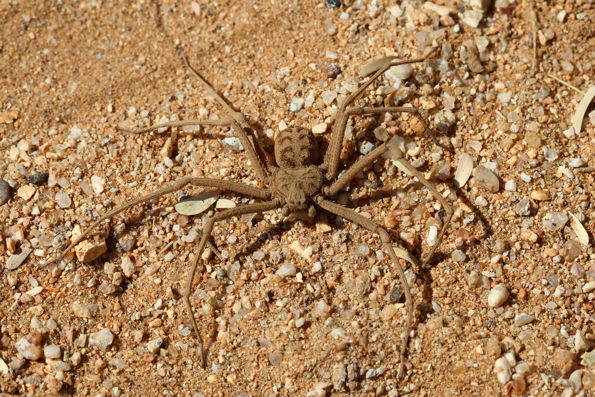 By (c) Dr. Thomas Dörner, some rights reserved (CC BY-SA) - https://www.inaturalist.org/photos/418524666, CC BY-SA 4.0, https://commons.wikimedia.org/w/index.php?curid=157589174De Hexophthalma hahni is een meester in camouflage. Ze weeft geen web, maar begraaft zichzelf vlak onder het zandoppervlak om passerende insecten te verrassen. 