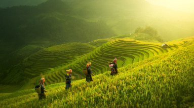 traditionele rijstterrassen in Azië met lokale boeren die door het groene landschap lopen.