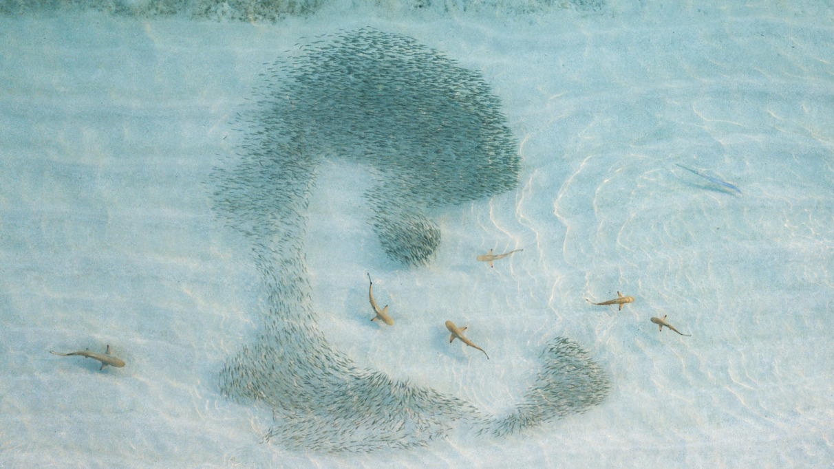 School vissen en rifhaaien in het kristalheldere water van het Brits Indische Oceaanterritorium.