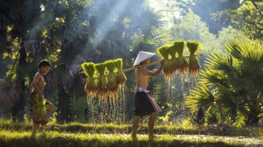 Een Thaise boer met een traditionele hoed draagt rijstplanten op een bamboestok door een rijstveld, begeleid door een kind.