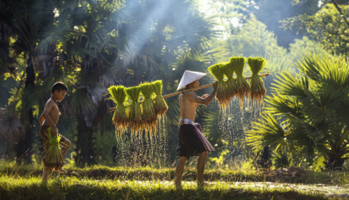 Een Thaise boer met een traditionele hoed draagt rijstplanten op een bamboestok door een rijstveld, begeleid door een kind.