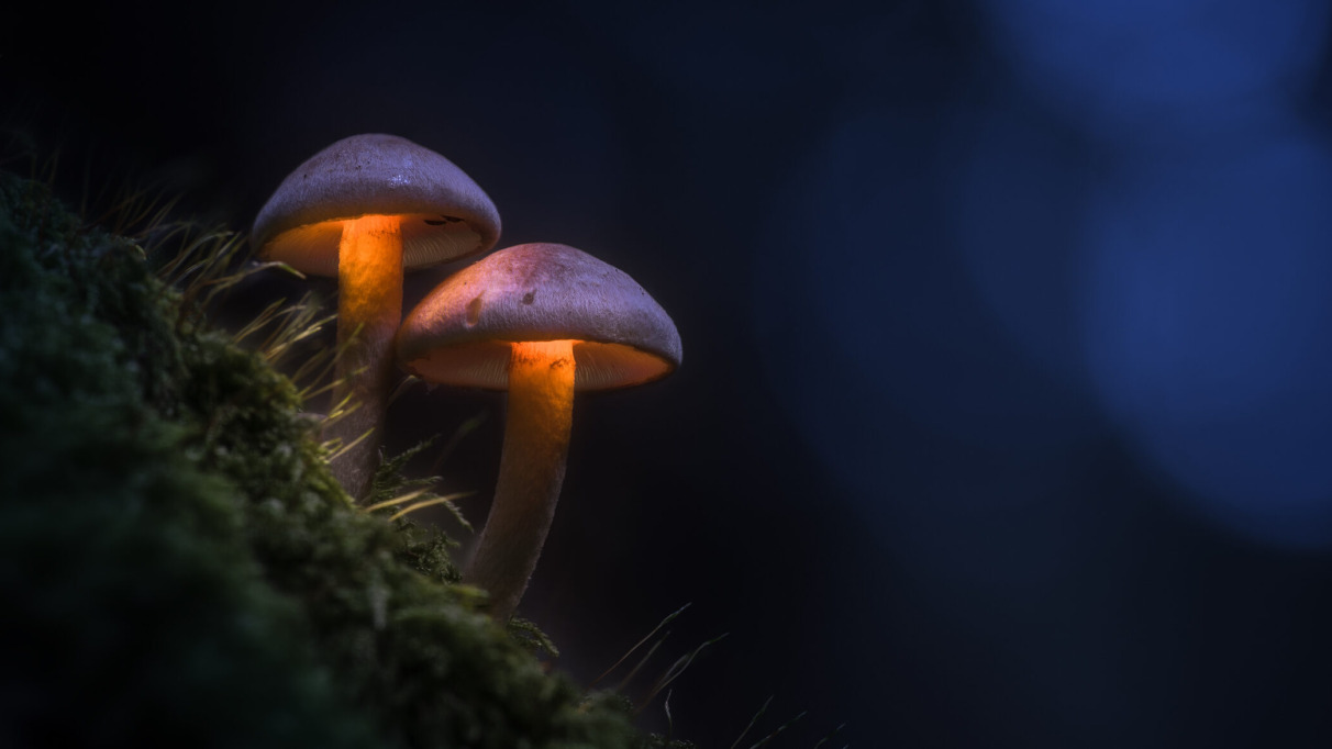 Twee oplichtende paddenstoelen in een donker bos