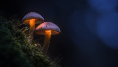 Twee oplichtende paddenstoelen in een donker bos