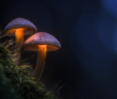 Twee oplichtende paddenstoelen in een donker bos