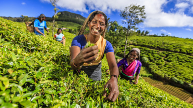 Vrouwelijke Tamil-theeplukkers aan het werk op een Ceylon-theeplantage bij Nuwara Eliya in Sri Lanka.