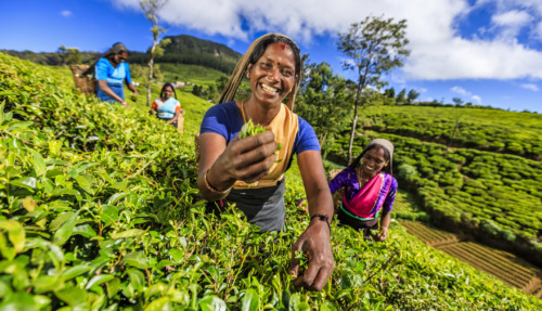 Vrouwelijke Tamil-theeplukkers aan het werk op een Ceylon-theeplantage bij Nuwara Eliya in Sri Lanka.