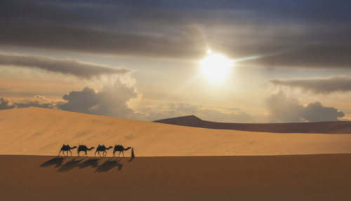 Karavaan van kamelen trekt door de uitgestrekte zandduinen van de woestijn in de Verenigde Arabische Emiraten bij zonsondergang.