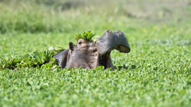 Een nijlpaard (Hippopotamus amphibius) baant zich een weg door een drijvend tapijt van waterplanten in South Luangwa National Park, Zambia.