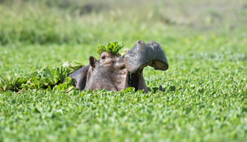 Een nijlpaard (Hippopotamus amphibius) baant zich een weg door een drijvend tapijt van waterplanten in South Luangwa National Park, Zambia.