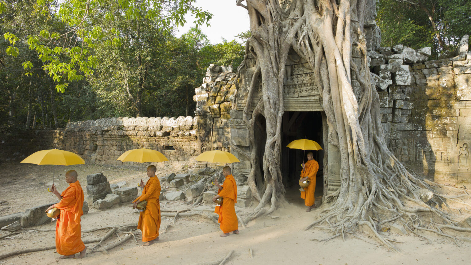 Boeddhistische monniken met gele paraplu's lopen langs een tempelruïne Siem Reap, Angkor Wat, Ta Som, in Cambodja, overwoekerd door boomwortels.