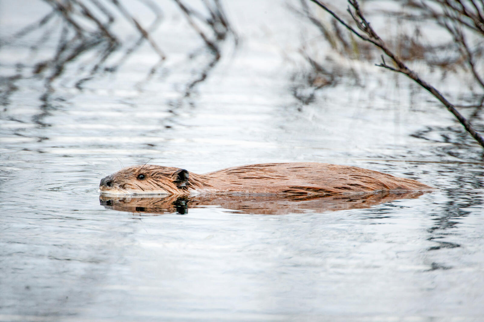Beverpad Biesbosch Noord-Brabant | Columbus Travel