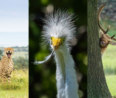 Comedy Wildlife Photography Awards 2025 van start