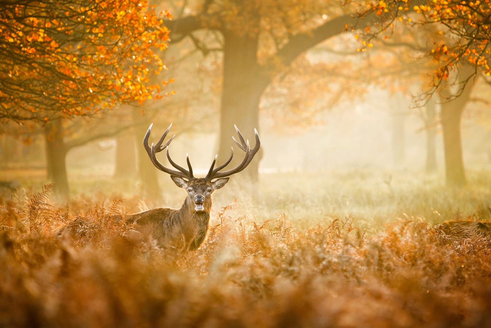 Veluwe Gelderland | Columbus Travel