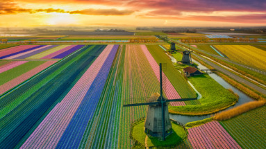 Luchtfoto van Nederlandse tulpenvelden met molens bij zonsondergang