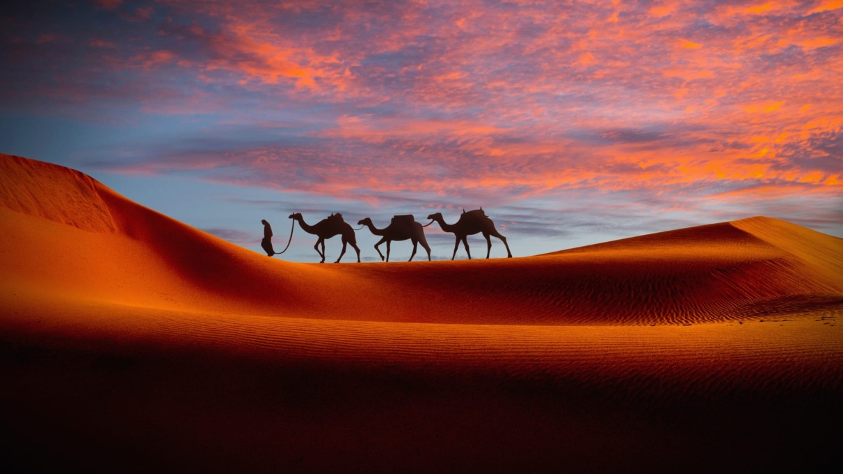 Karavaan van kamelen trekt door een oranje gekleurde woestijn bij zonsopkomst in Noord-Afrika