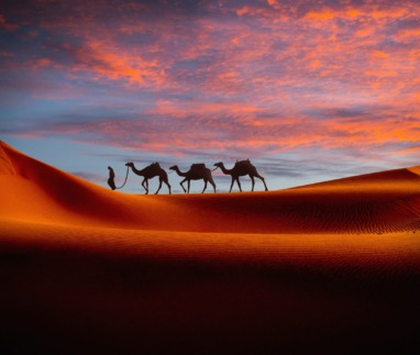 Karavaan van kamelen trekt door een oranje gekleurde woestijn bij zonsopkomst in Noord-Afrika