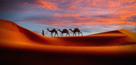 Karavaan van kamelen trekt door een oranje gekleurde woestijn bij zonsopkomst in Noord-Afrika