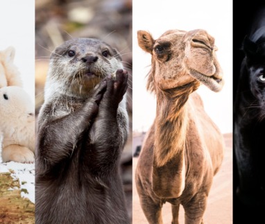 De leukste dierenfilmpjes wereldwijd