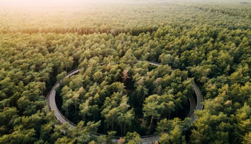 Fietsen door de bomen