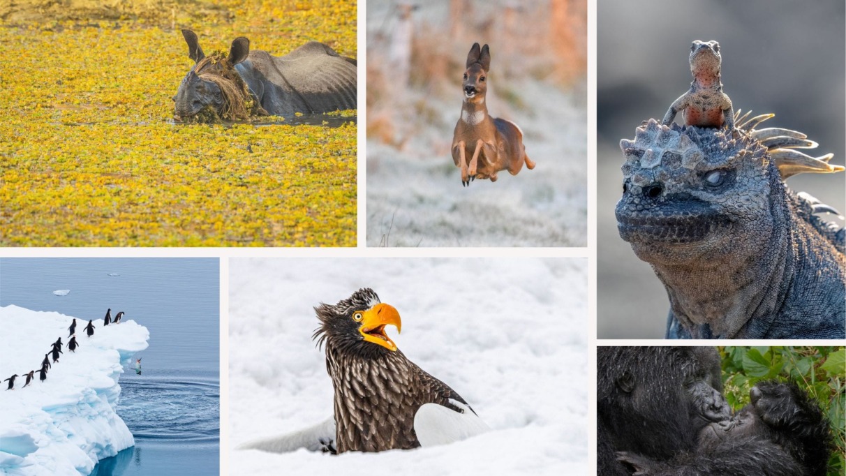 Comedy wildlife awards tussenstand