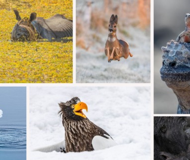 Comedy wildlife awards tussenstand