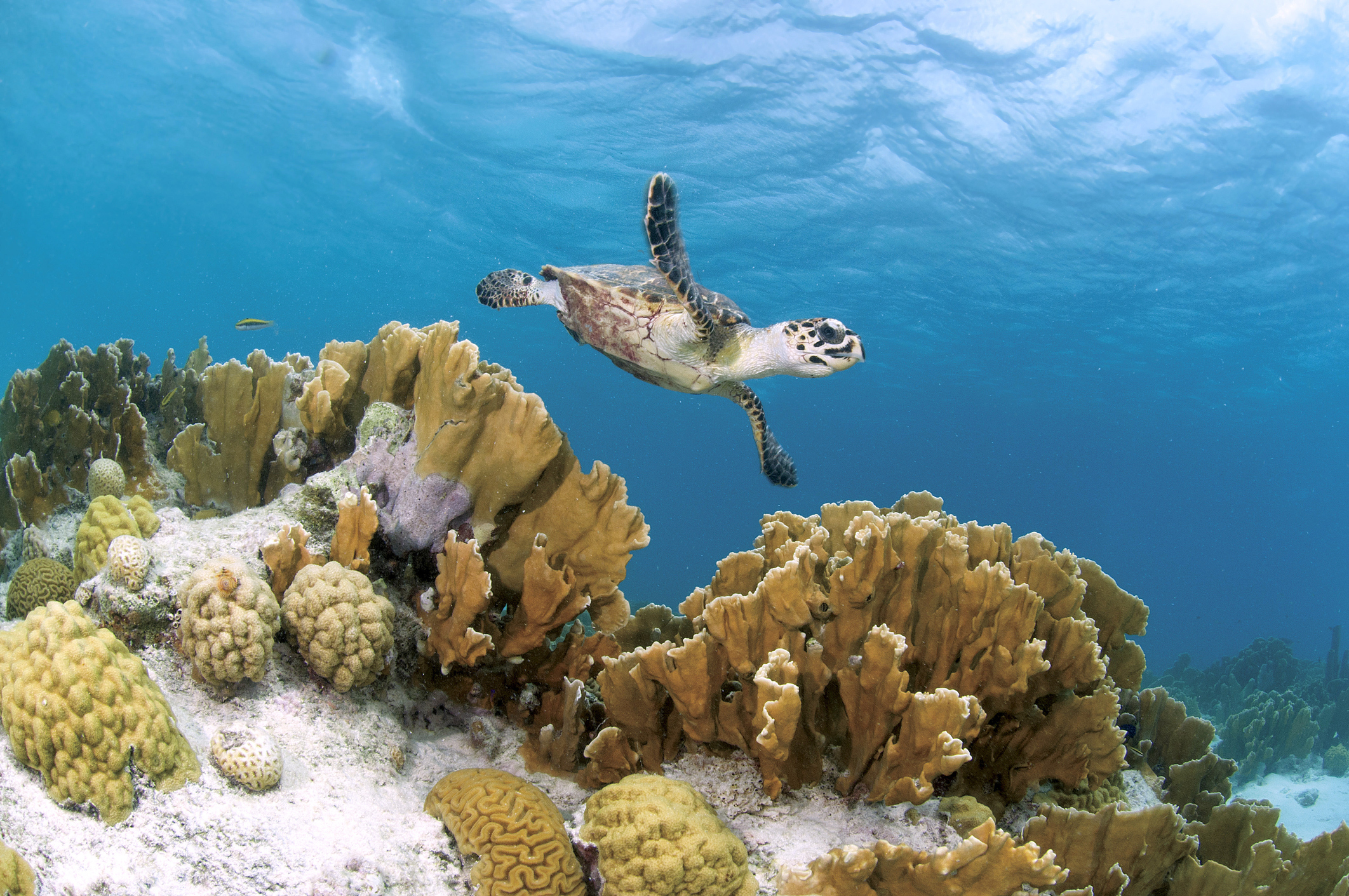 Bonaire is een van de beste duikbestemmingen ter wereld, met meer dan tachtig duikplekken die vaak direct vanaf de kust bereikbaar zijn. De zee is hier kristalhelder, de koraalriffen liggen dicht bij de kant en de omstandigheden zijn het hele jaar door ideaal. Daarnaast is Bonaire rustig, met een relaxte sfeer en een landschap van zoutvlaktes, cactussen en flamingo’s.