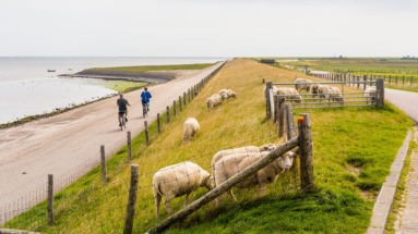 Fietsers langs de dijk op Texel, Waddeneilanden, waar schapen grazen