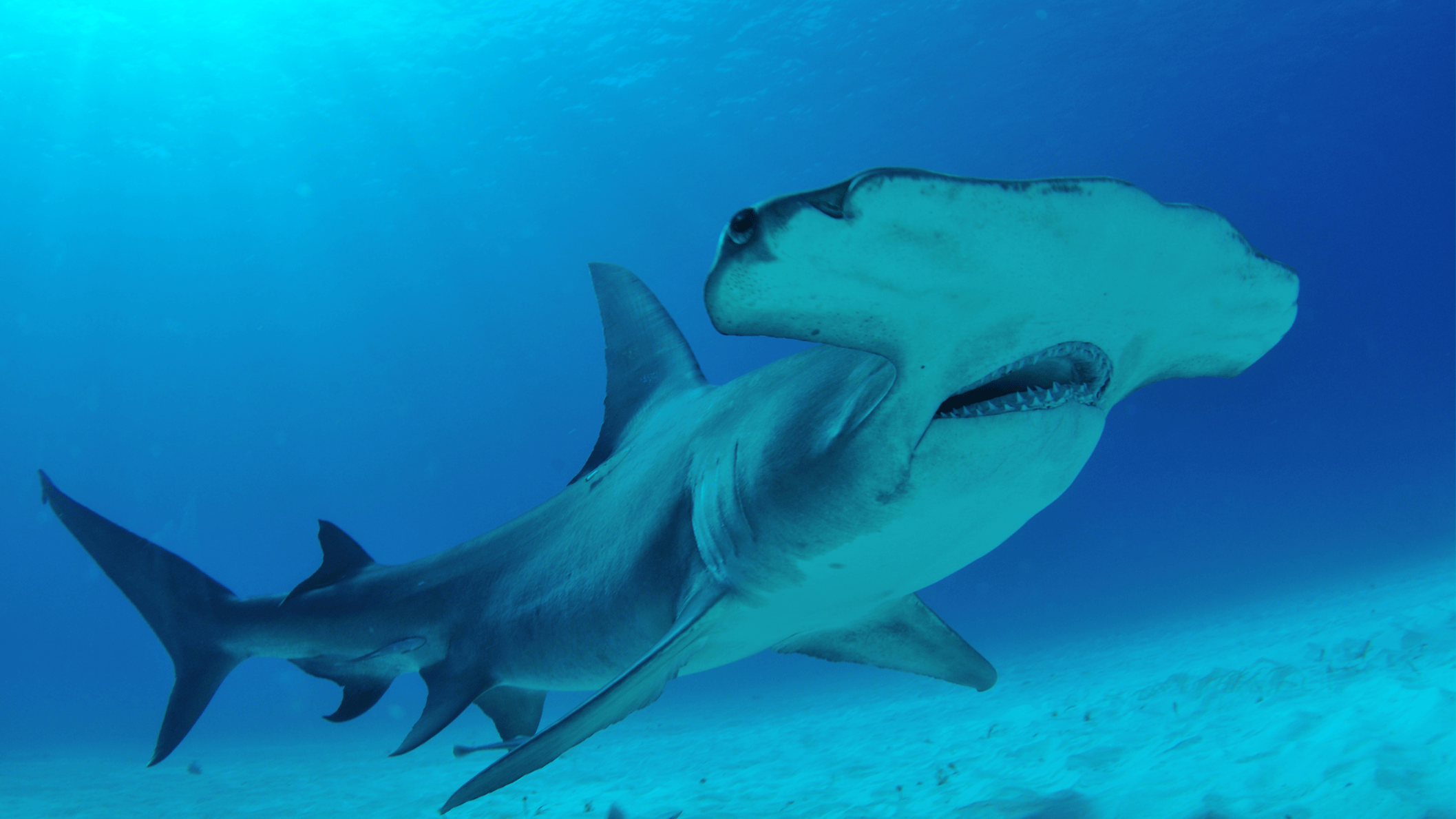 Door zijn ligging in de Koraaldriehoek, een regio die kan bogen op de grootste mariene biodiversiteit ter wereld, is de onderwaterwereld op de Molukken ongeëvenaard. De kerngezonde riffen, walls en pinnacles zijn een lust voor het oog en trekken talloze zeewezens aan. Ervaren duikers komen voor de hamerhaaien. Ook de prijs is ongeëvenaard: iets meer dan € 30 per duik.