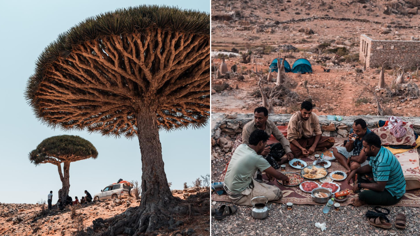 De buitenaardse landschappen van Socotra steken de draak met andere bijzondere bestemmingen. Het icoon van het eiland is de drakenbloedboom. Mocht je het je afvragen: ja, ook dáár leven weer unieke soorten op, zoals de drakenbloedboomgekko. De indrukwekkendste bomen staan op het Diksam Plateau. Firmihin is het grootste bos, met honderden drakenbloedbomen.