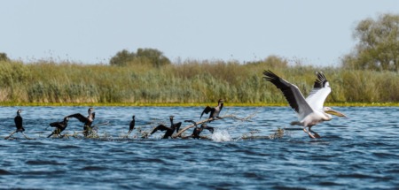Pelikaan vliegt op in de Donaudelta in Roemenië