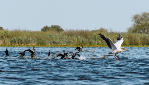 Pelikaan vliegt op in de Donaudelta in Roemenië