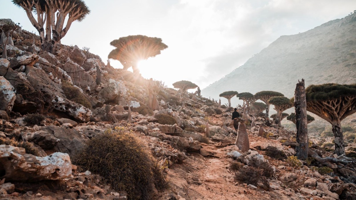 Socotra_HomhilPlateau_DragonBloodTree_StijnHoekstra-05534_preview