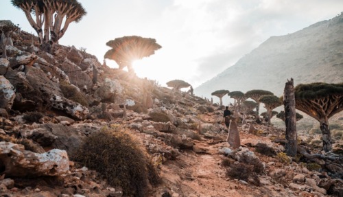 Socotra_HomhilPlateau_DragonBloodTree_StijnHoekstra-05534_preview