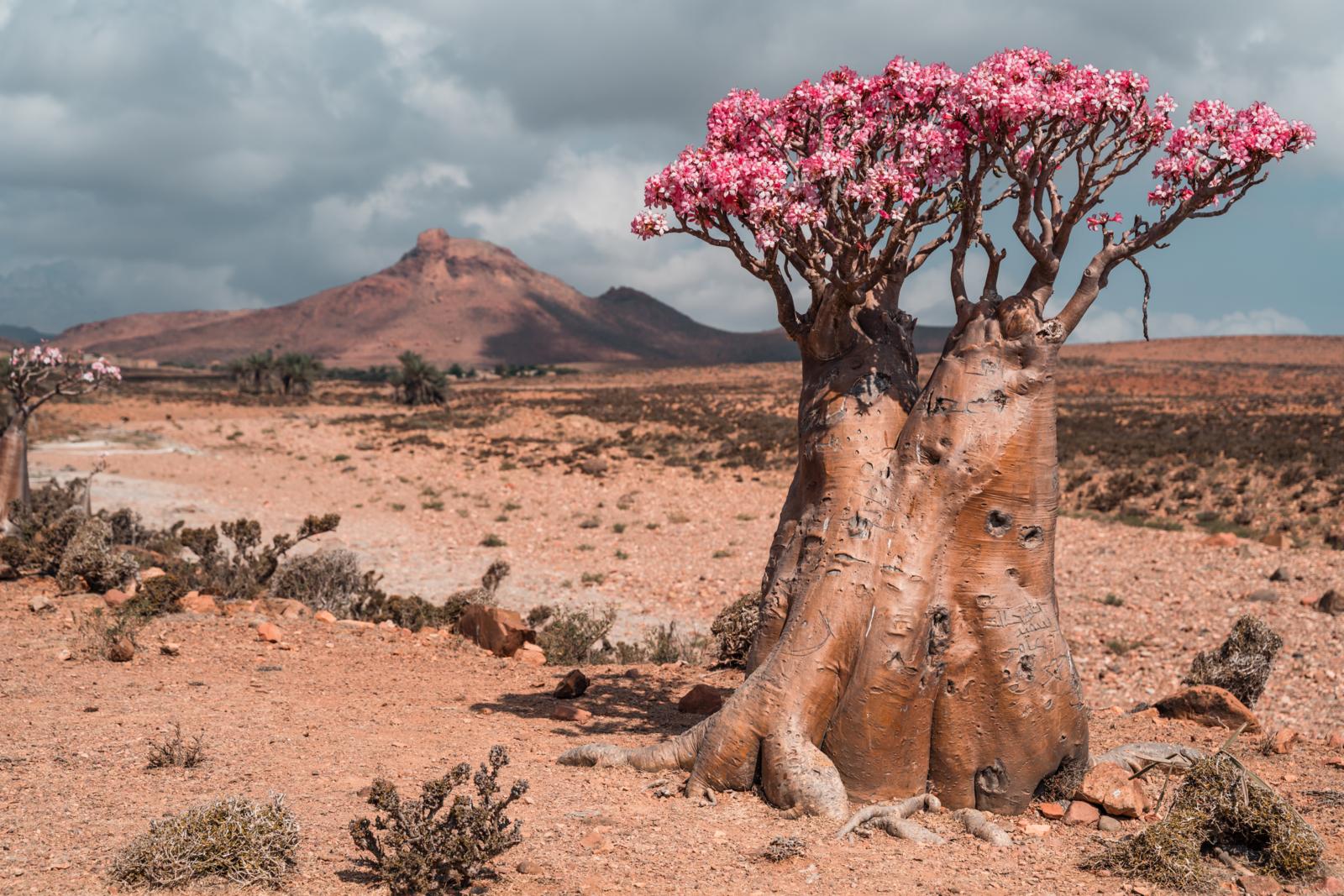 Wadi Ayhaft ligt tussen het vliegveld en hoofdstad Hadiboh. Dit is dé plaats voor een Socotraanse snelcursus op dag één van je verblijf. Er groeien woestijnrozen en Egyptische gieren maken handig gebruik van de thermiek boven de bergkloof.