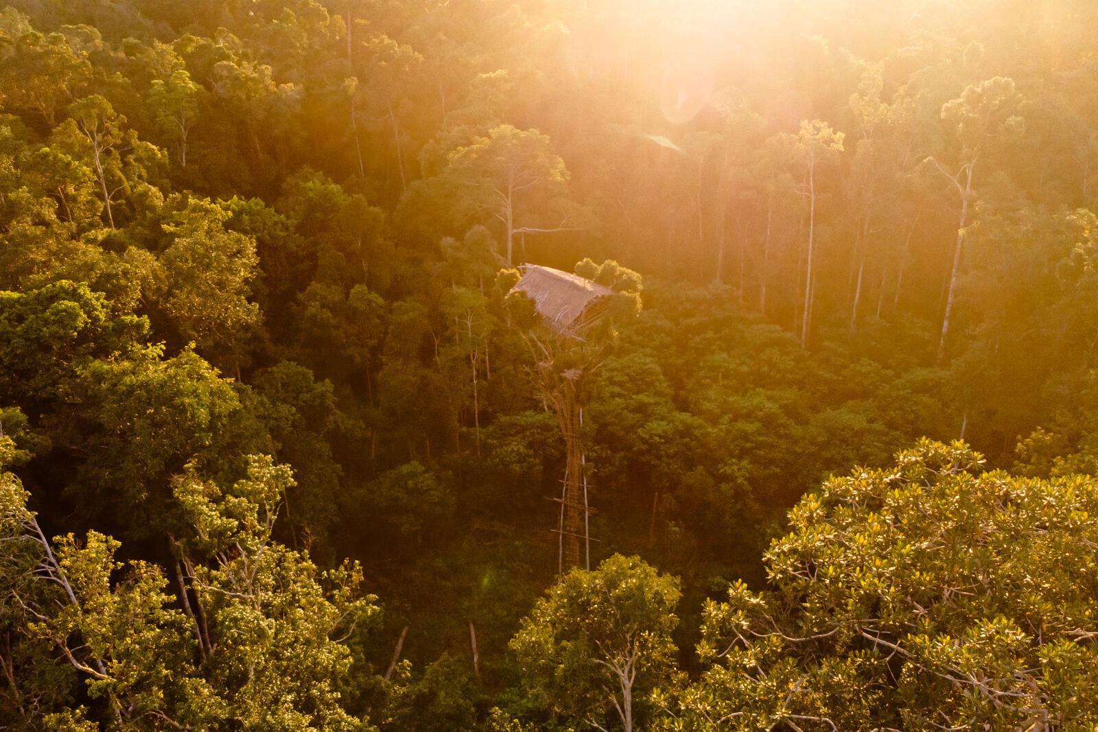 Het inheemse Korowai-volk telt naar schatting nog maar drieduizend leden, die diep in het regenwoud van Papoea leven. 