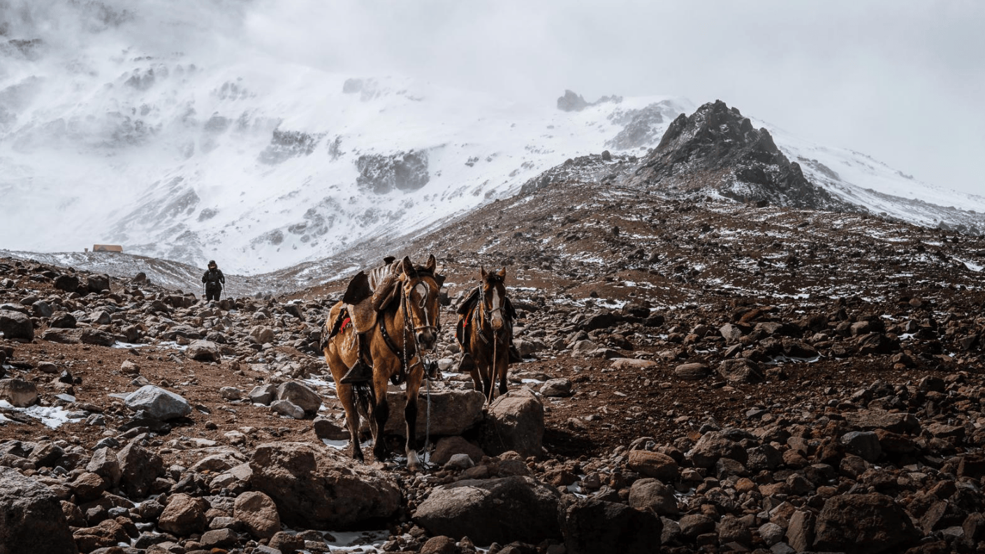 Paarden op rotsachtig pad met besneeuwde Chimborazo-vulkaan op de achtergrond in Ecuador.
