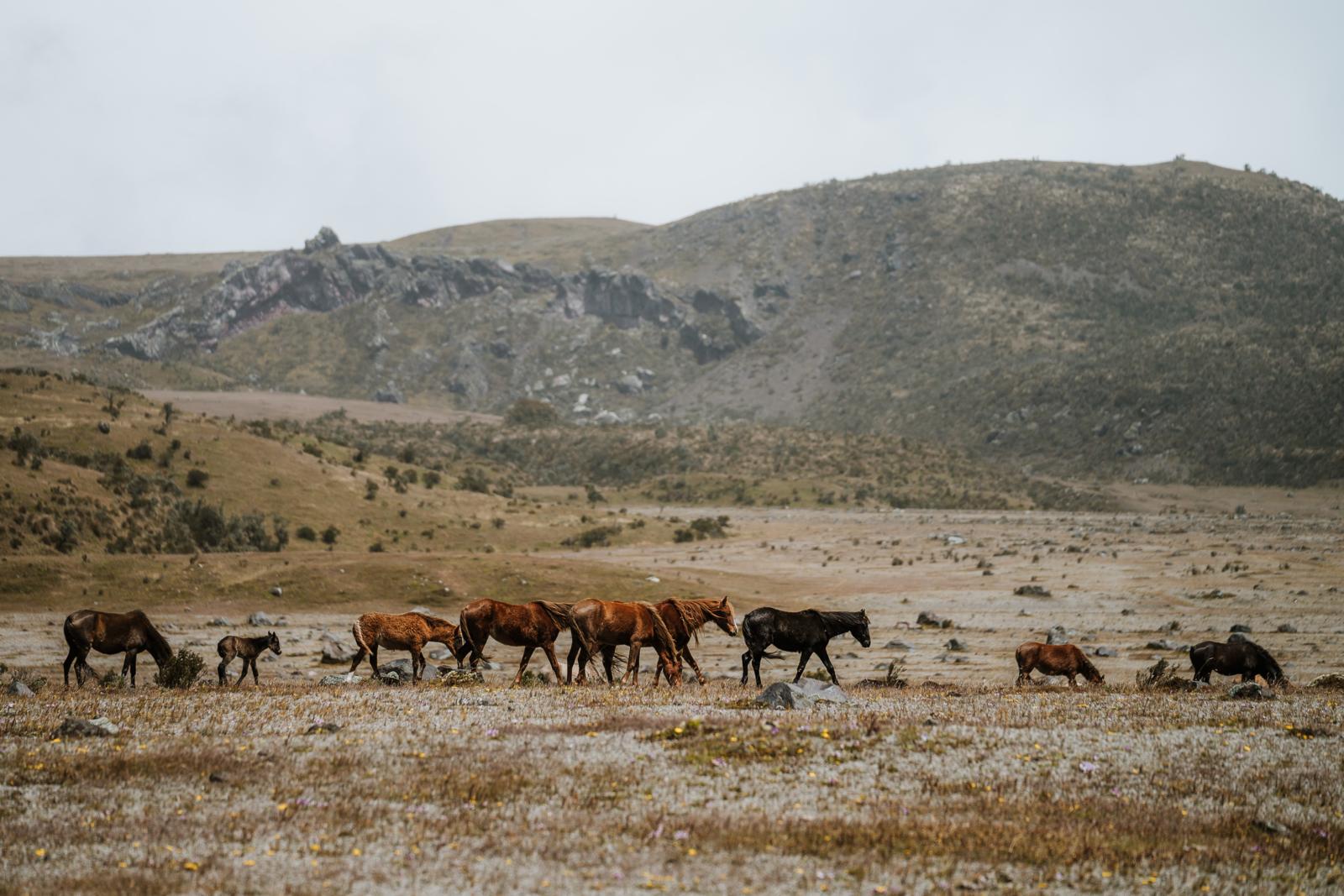 Grazende en wandelende wilde paarden op de hoogvlakte van Cotopaxi in Ecuador.