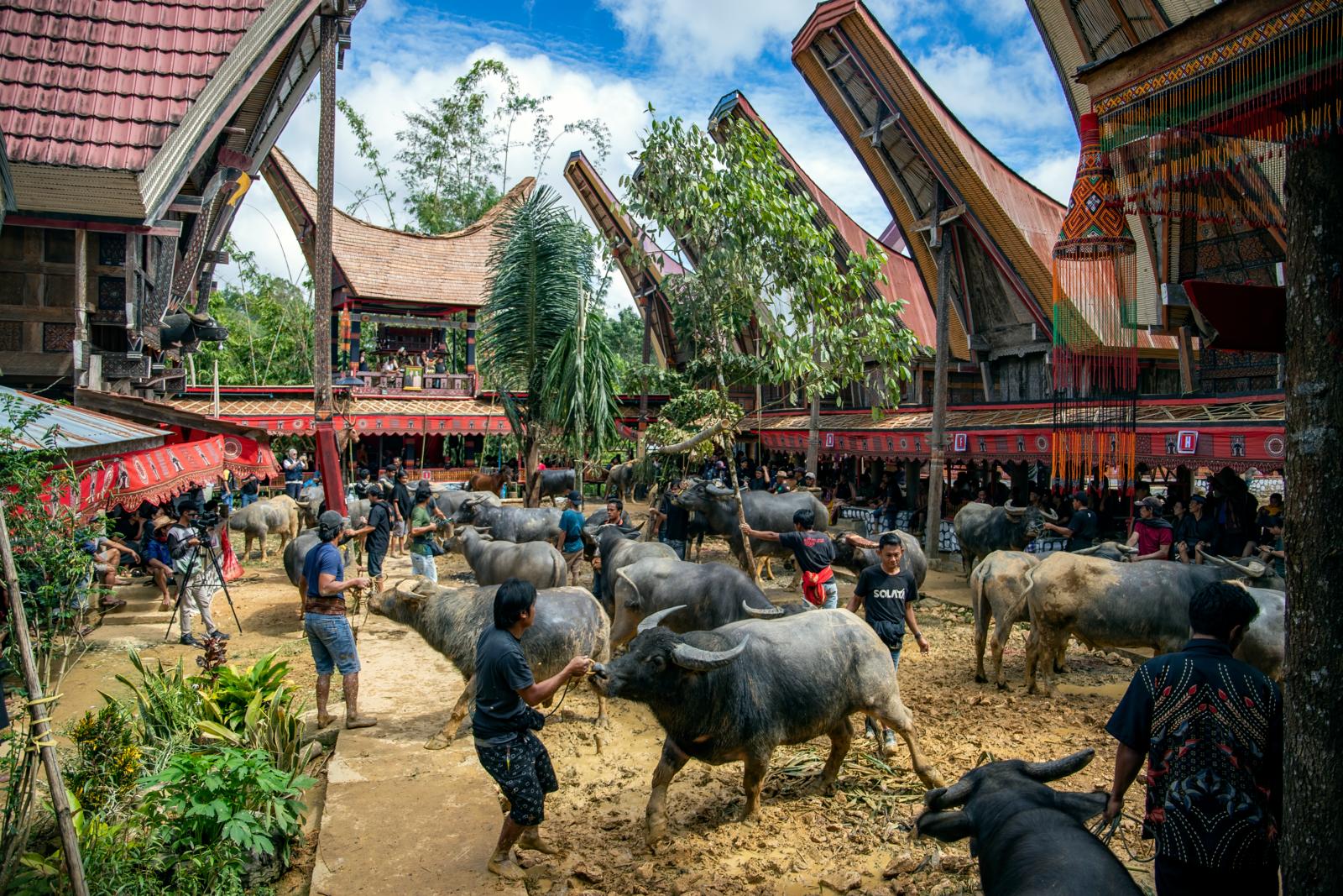 De Tana Toraja op het Indonesische eiland Sulawesi staan bekend om hun diepgewortelde animistische tradities binnen een christelijke context. De tongkonan-huizen, slingerende rijstterrassen en de intense dodenrituelen (zoals het eeuwenoude Ma’nene) vormen het hart van deze bergcultuur.
