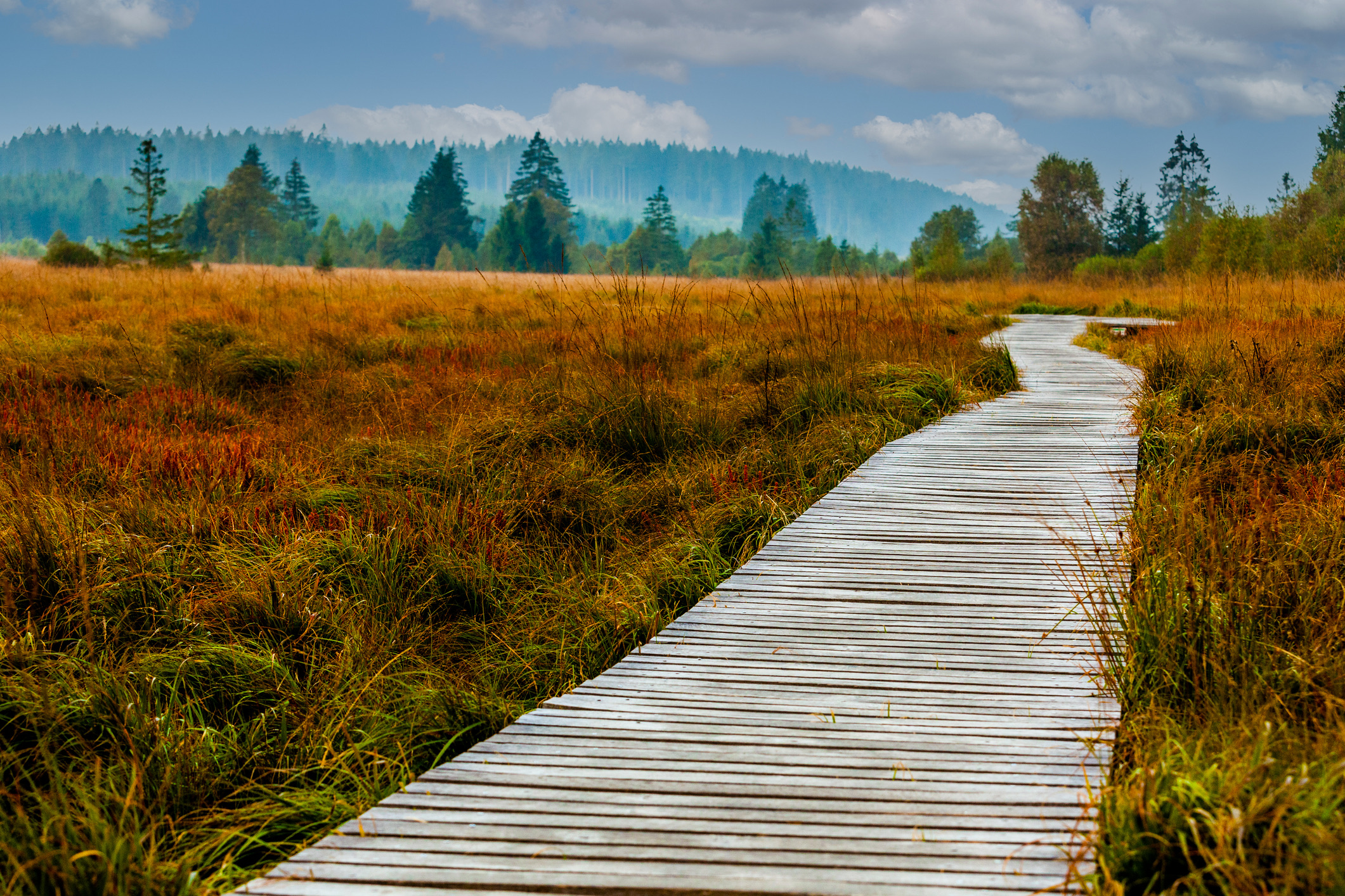 Vergeet de Ardennen: de Hoge Venen in de Oostkantons vormen Belgiës meest ruige landschap. Denk aan uitgestrekte veenvlaktes, knoestige berken, berijpte graslanden en houten vlonderpaden. In de herfst wordt dit plateau een mystiek moerasgebied vol contrasten: felgele berken, mistflarden en de eerste nachtvorst.