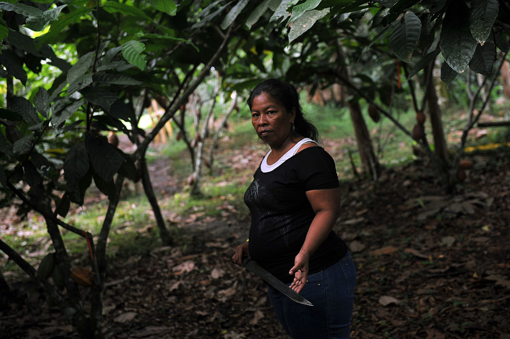 Diep in het regenwoud van Talamanca leven de Bribri, een volk met een matrilineaire samenleving waarin vrouwen de leiding hebben over grondbezit en tradities. Hun cultuur draait om cacao, die niet alleen voedsel is maar ook een heilig middel in rituelen. 