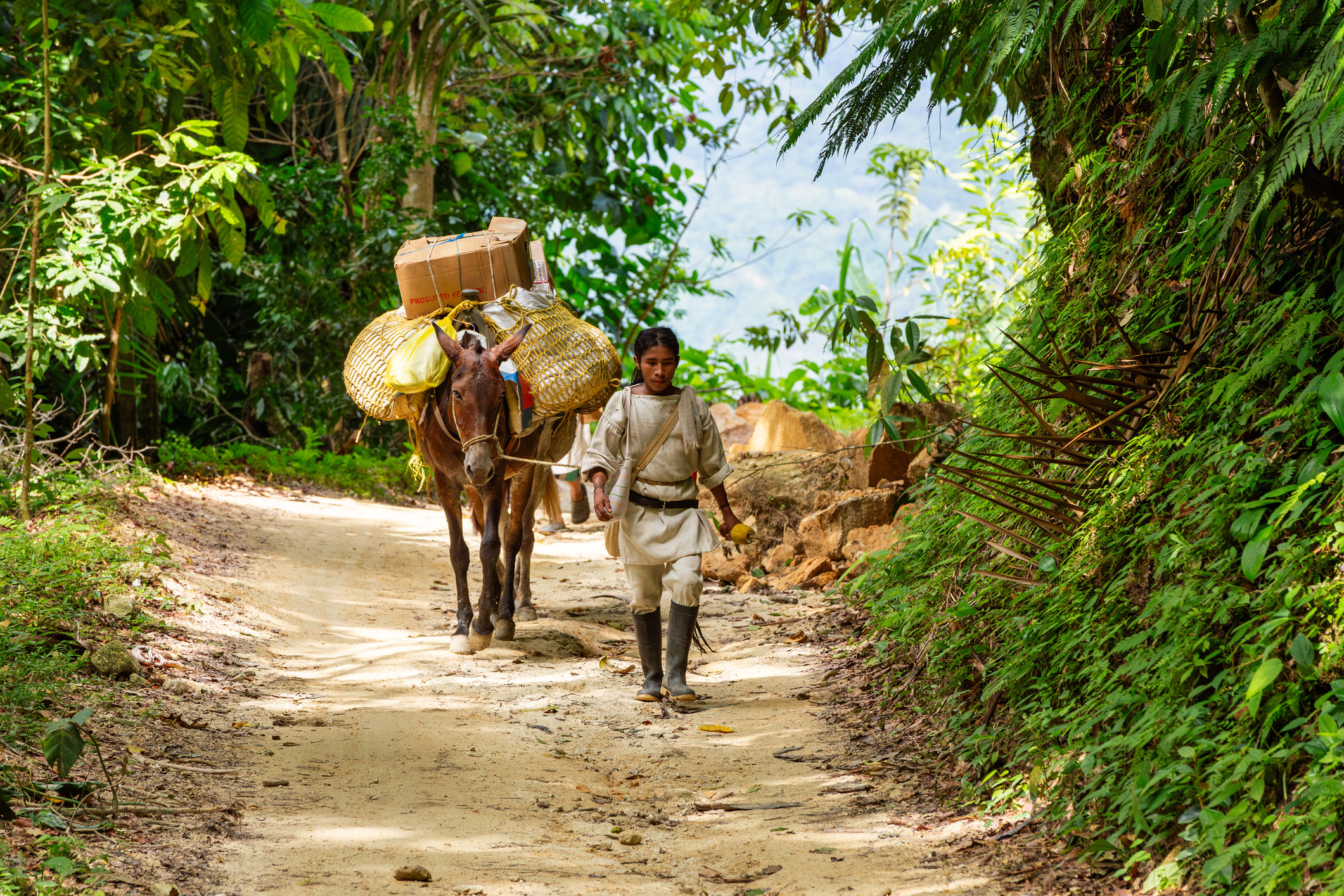 De Kogi leven op de flanken van de Sierra Nevada de Santa Marta in Colombia en beschouwen zichzelf als hoeders van de wereldbalans. Ze communiceren spirituele boodschappen via ‘grote broeders’ die hun leven wijden aan meditatie en ceremonie.