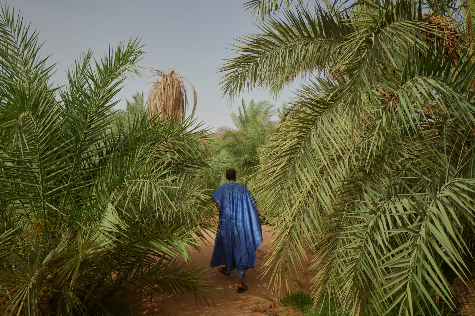 Man in traditioneel blauw gewaad loopt tussen dichtbegroeide dadelpalmen in een oase.