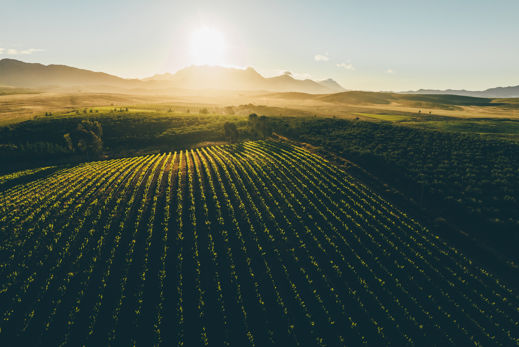 Terwijl in Nederland de herfst zijn intrede doet, is het in Zuid-Afrika lente. September is hét moment om de natuur op haar kleurrijkst te ervaren: de Westkaap staat dan in bloei met miljoenen wilde bloemen, walvissen laten zich zien voor de kust bij Hermanus en de wijnregio rond Stellenbosch baadt in zacht lentelicht.