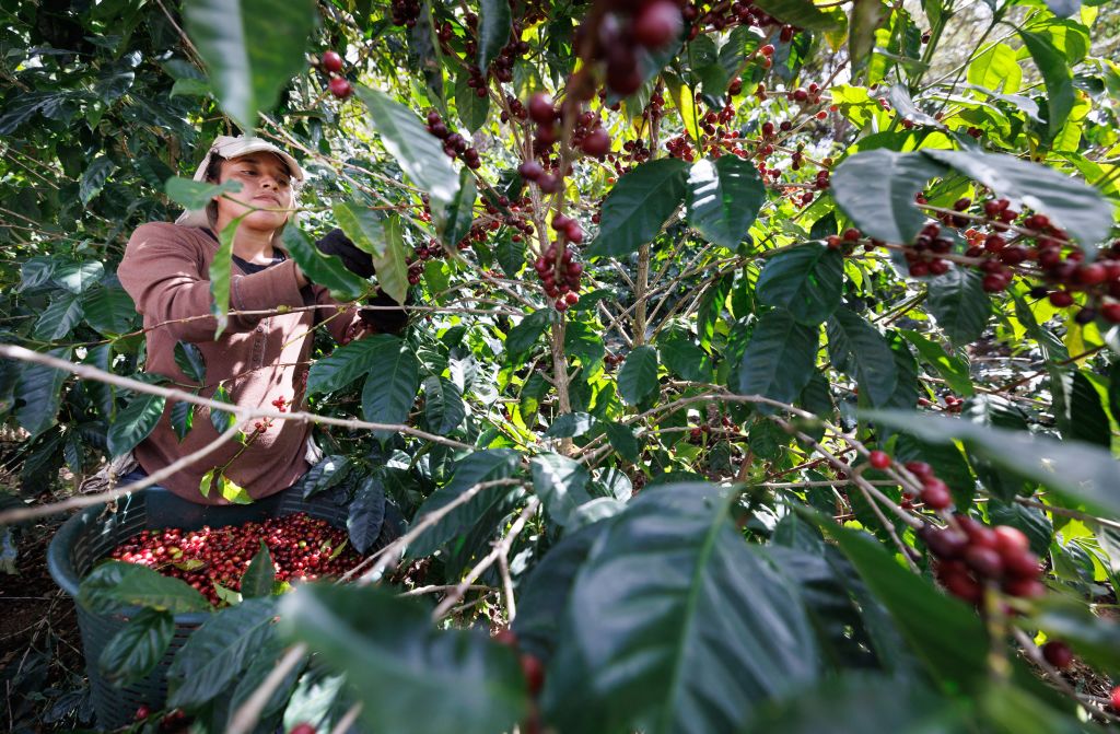 De Ngöbe-Buglé wonen in bergdorpen én op eilanden in de Panamese regio Bocas del Toro. Ze staan bekend om hun felgekleurde klederdracht en hun verzet tegen mijnbouw op hun grondgebied. 