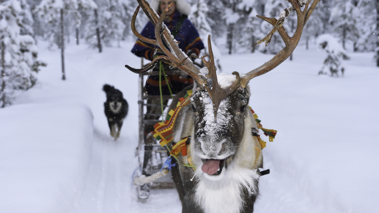 Sami met rendier