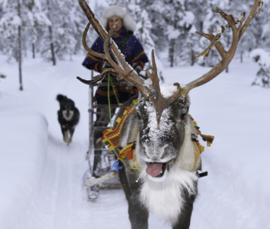 Sami met rendier